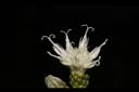 桃葉斑鳩菊-花15.JPG