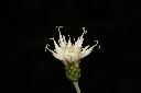 桃葉斑鳩菊-花17.JPG
