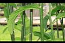 桃葉斑鳩菊-莖01.JPG