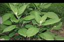 桃葉斑鳩菊-葉序01.JPG