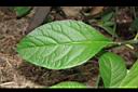 桃葉斑鳩菊-葉正00.JPG