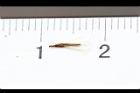 桃葉斑鳩菊-種子18.JPG
