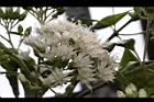 桃葉斑鳩菊-花03.JPG