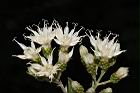 桃葉斑鳩菊-花04.JPG