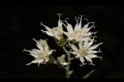 桃葉斑鳩菊-花06.JPG
