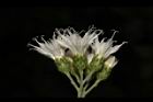 桃葉斑鳩菊-花08.JPG