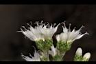 桃葉斑鳩菊-花09.JPG