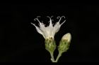 桃葉斑鳩菊-花11.JPG