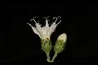 桃葉斑鳩菊-花12.JPG