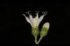 桃葉斑鳩菊-花14.JPG