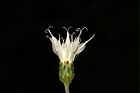 桃葉斑鳩菊-花16.JPG