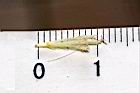 桃葉斑鳩菊-花20.JPG