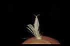 桃葉斑鳩菊-花23.JPG