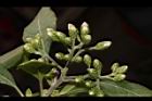桃葉斑鳩菊-花苞00.JPG