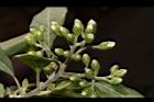 桃葉斑鳩菊-花苞02.JPG