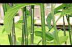 桃葉斑鳩菊-莖02.JPG