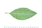 桃葉斑鳩菊-葉背00.JPG