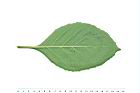 桃葉斑鳩菊-葉背04.JPG