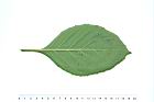 桃葉斑鳩菊-葉背05.JPG