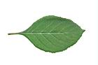 桃葉斑鳩菊-葉背14.JPG