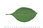 桃葉斑鳩菊-葉背15.JPG