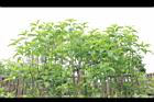 桃葉斑鳩菊02.JPG