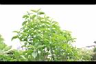 桃葉斑鳩菊04.JPG