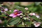桃金娘-花苞1.jpg