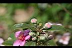 桃金娘-花苞2.jpg