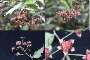 桑葉懸鉤子-實1.jpg
