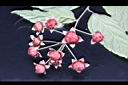 桑葉懸鉤子-實10.jpg