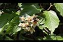 桑葉懸鉤子-花00.jpg