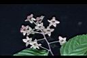 桑葉懸鉤子-花萼0.jpg
