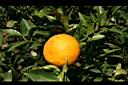 桶柑-實10.jpg