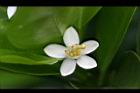 桶柑-花5.jpg