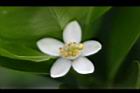 桶柑-花6.jpg