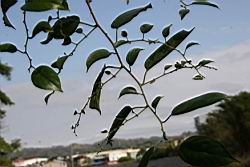 桶鉤藤-葉序01.jpg