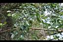 桶鉤藤-枝00.jpg