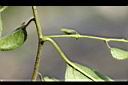 桶鉤藤-枝01.jpg
