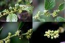 桶鉤藤-花1.jpg