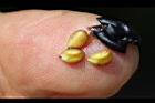 桶鉤藤-種子01.JPG