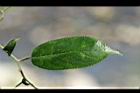 桶鉤藤-葉正10.jpg