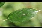 桶鉤藤-葉正11.jpg