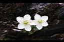 梅花草-雙花.jpg