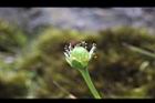 梅花草-實0.jpg