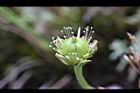 梅花草-實08.jpg
