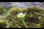 梅花草-實1.jpg