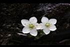 梅花草-花0.jpg