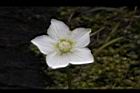 梅花草-花12.jpg