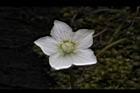 梅花草-花13.jpg